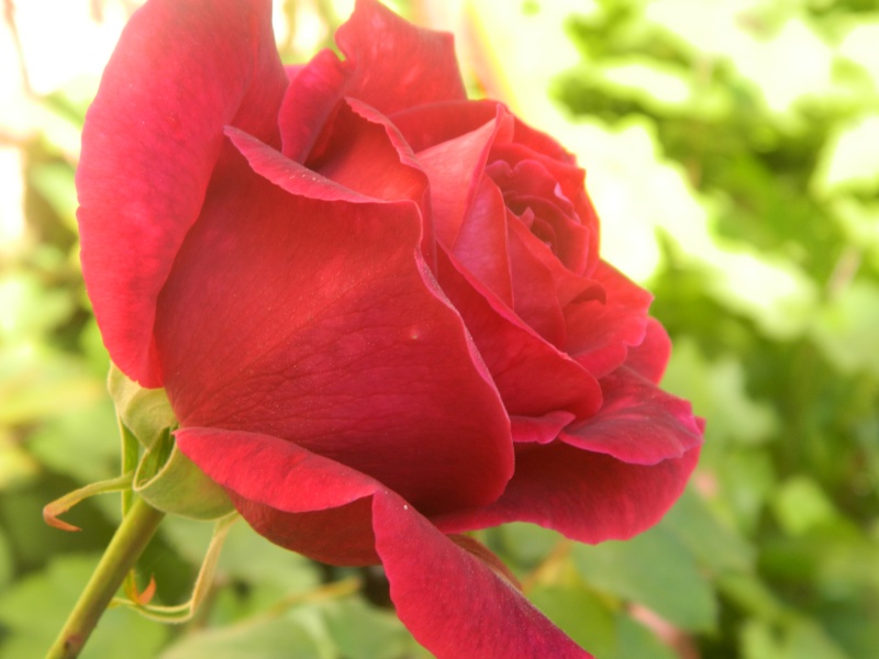 Roses de nos jardins Meduse18