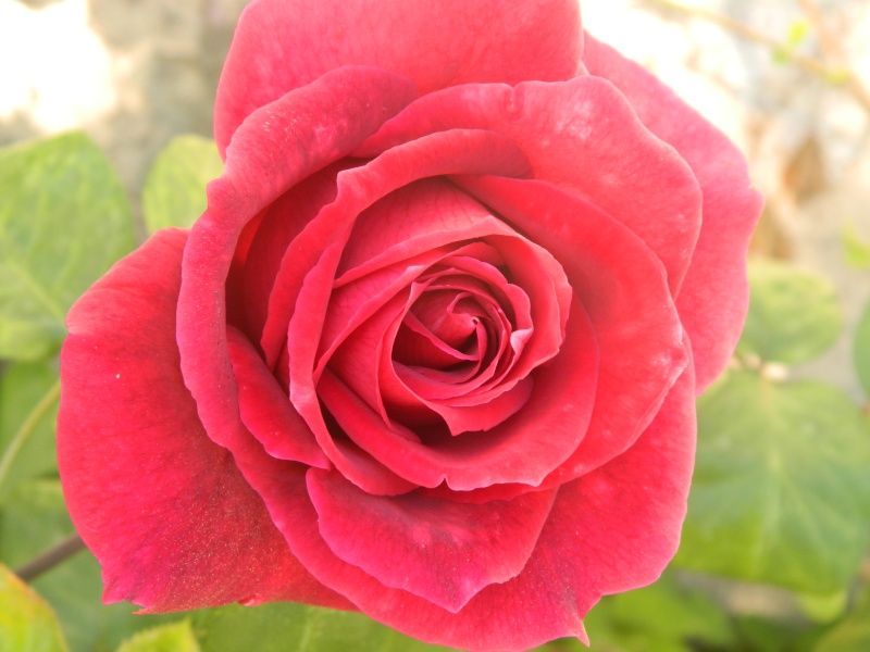 Roses de nos jardins Meduse19