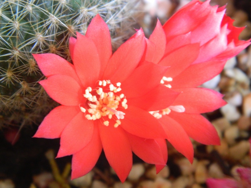   Mes cactus  en fleurs Soleil11