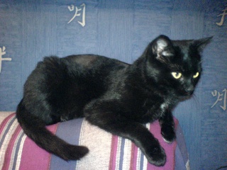 Vénus, jeune chatte noire d'un an Dsc03519