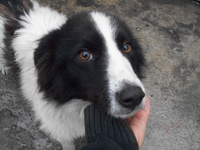 AMOS (mâle croisé border collie) 00818