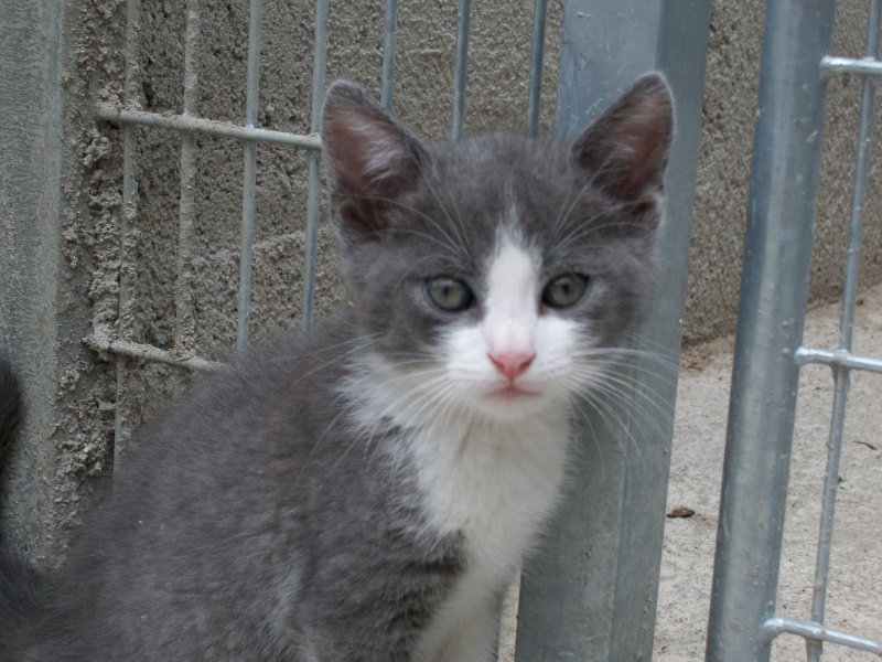 Malibu (chaton mâle gris et blanc) 01111