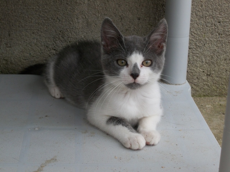 Missy (chaton femelle grise et blanche) Réservée 01411