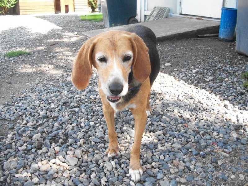 MADY (croisée beagle) 02112