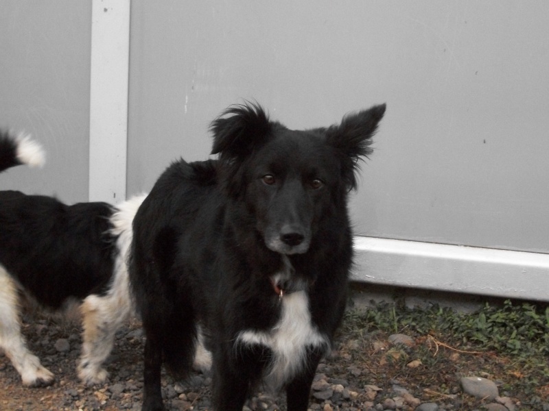 PIXIE (femelle border collie) 02218