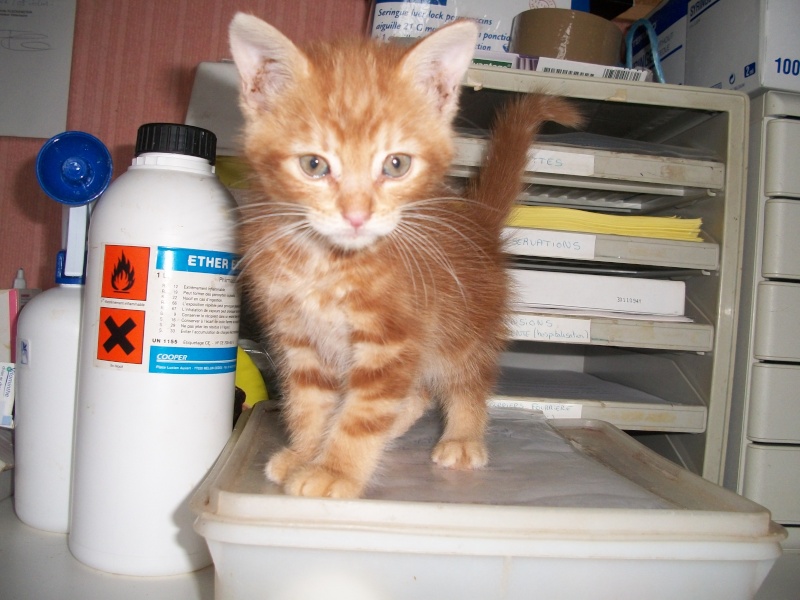 GAVROCHE (chaton mâle tigré roux) 02313