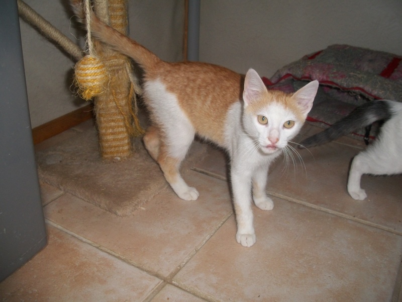 TANGA (chaton européen roux et blanc) 06411