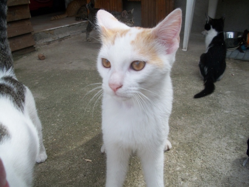 TONY (chaton européen roux et blanc) 06810
