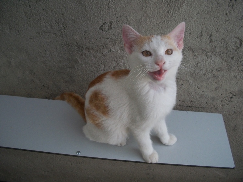 TONY (chaton européen roux et blanc) 07610