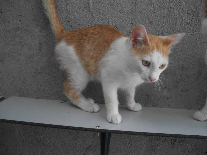 TANGA (chaton européen roux et blanc) 07811