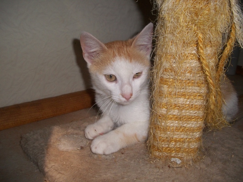TANGA (chaton européen roux et blanc) 08010