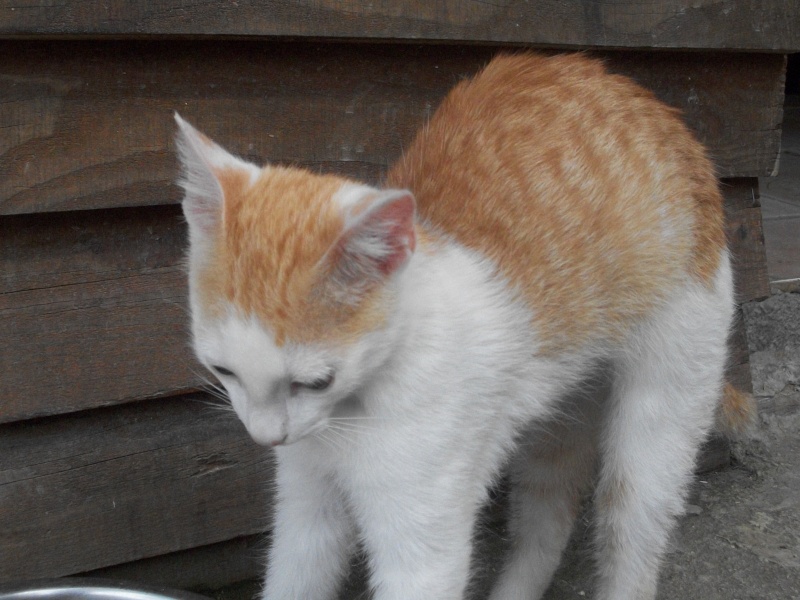 TANGA (chaton européen roux et blanc) 08710