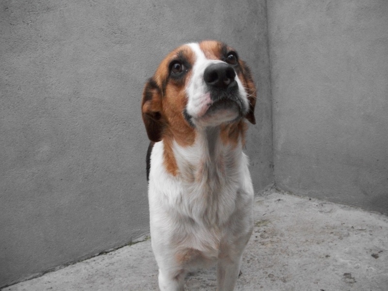 TOUNA - beagle 10 ans - Sos Animaux à Le Broc (63) 100_8922