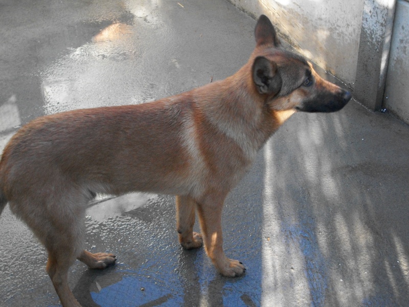 Bouba (chiot X malinois) 100_9034