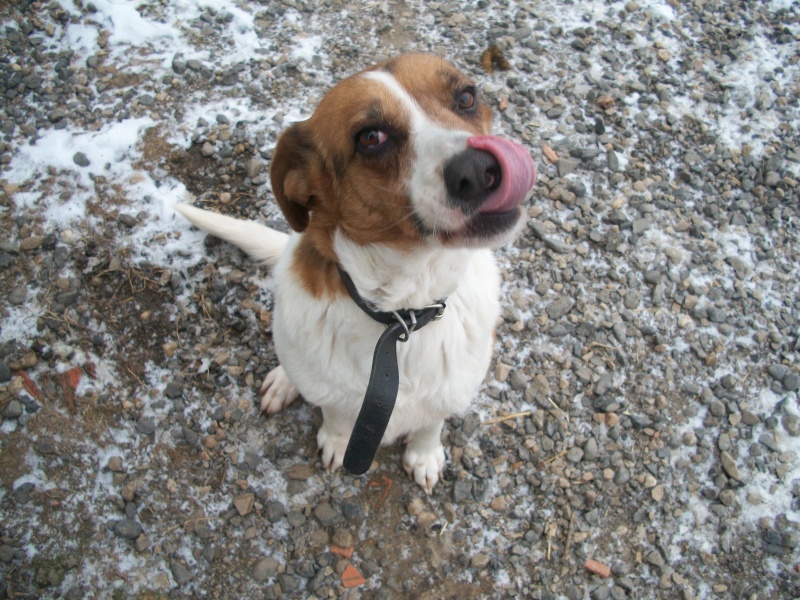 TOUNA - beagle 10 ans - Sos Animaux à Le Broc (63) 100_9337