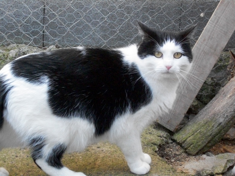 Basile (chat noir et blanc) 100_9765