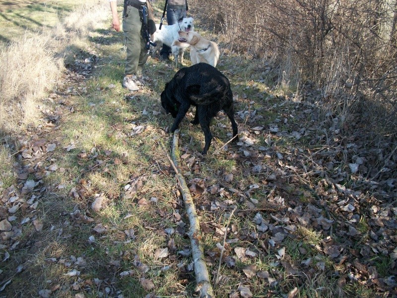 ZEÏO (labrador mâle) 100_9954