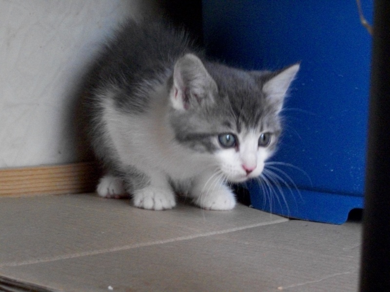 ECAILLE (chaton femelle grise et blanche) 101_1116