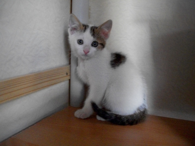 DARLING(chaton mâle blanc avec tâches marrons et noires)
