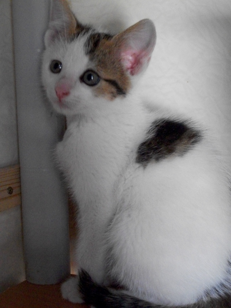 DARLING(chaton mâle blanc avec tâches marrons et noires) 101_1125