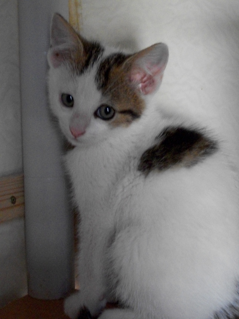 DARLING(chaton mâle blanc avec tâches marrons et noires)