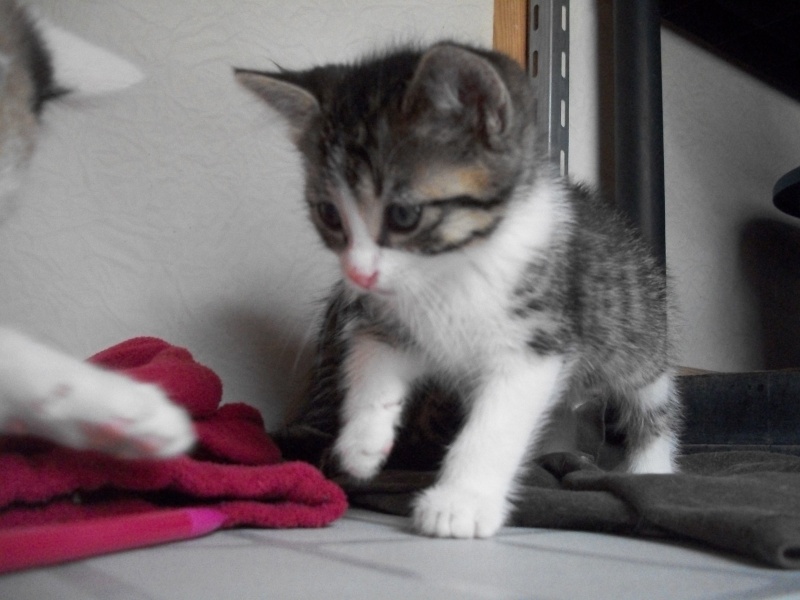 ERNEST (chaton mâle tigré marron blanc)