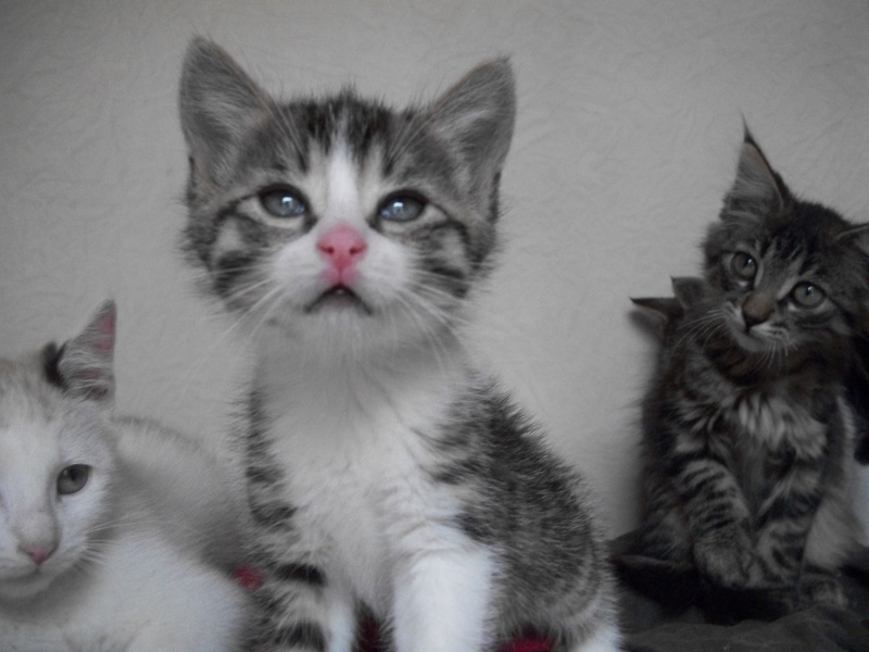 ERNEST (chaton mâle tigré marron blanc)