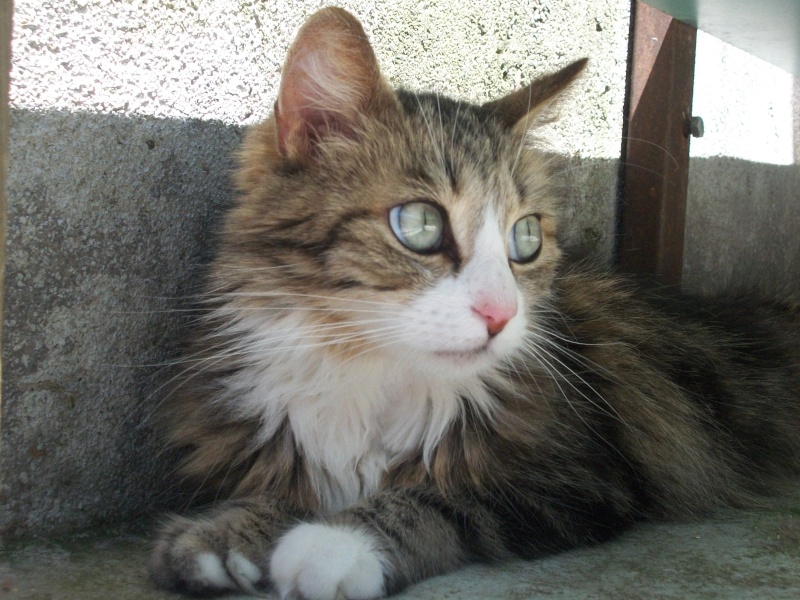 SHEYLA (angora tigrée et blanche) 101_1256