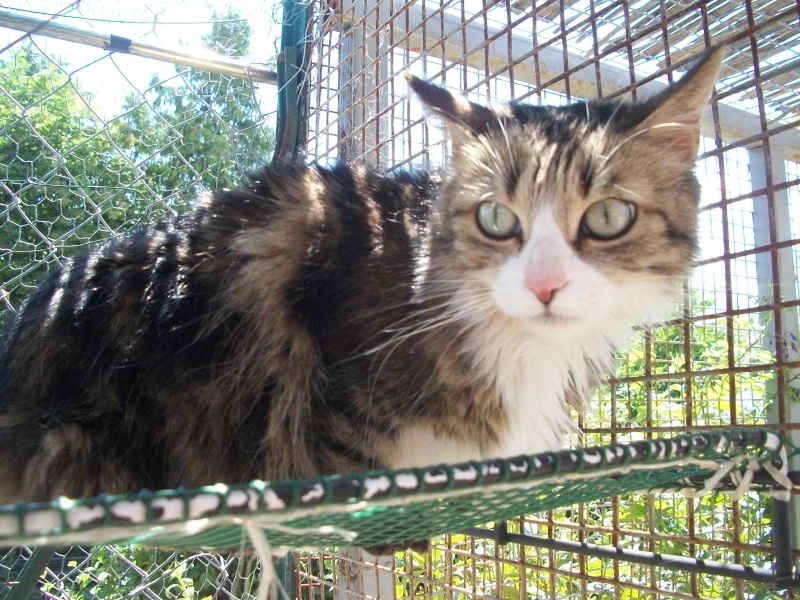 SHEYLA (angora tigrée et blanche) 101_1312