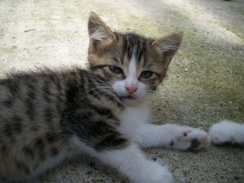 ERNEST (chaton mâle tigré marron blanc) 101_1331