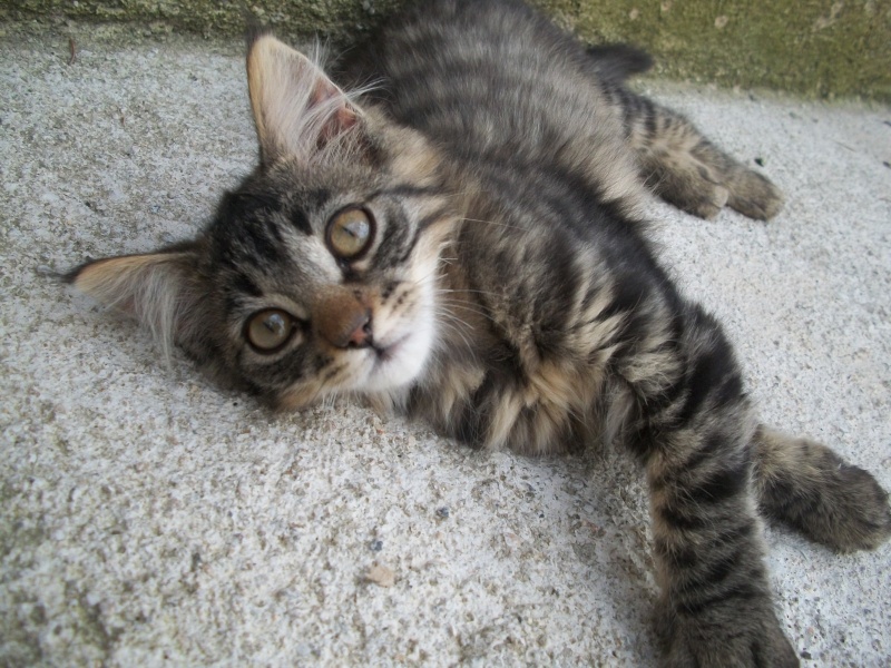 BIANCA (chaton femelle tigrée angora) 101_1339