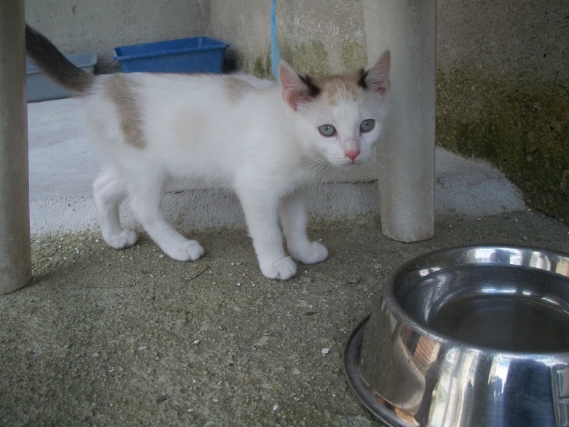CARLA (chaton femelle blanche avec tâches marron et noires) 101_1341