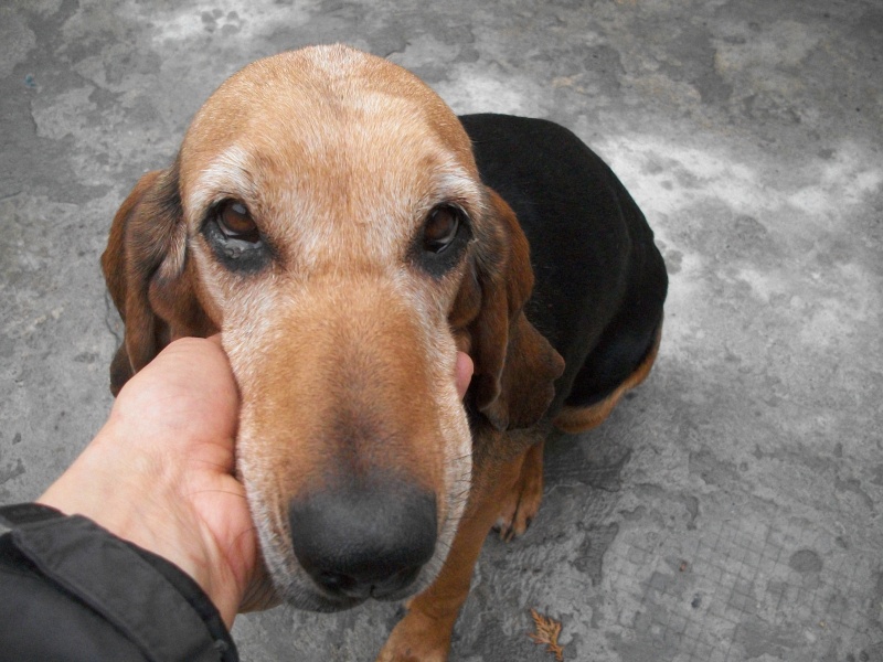 SPADI -  bruno du jura 8 ans - Sos Animaux à Le Broc (03) 101_3114