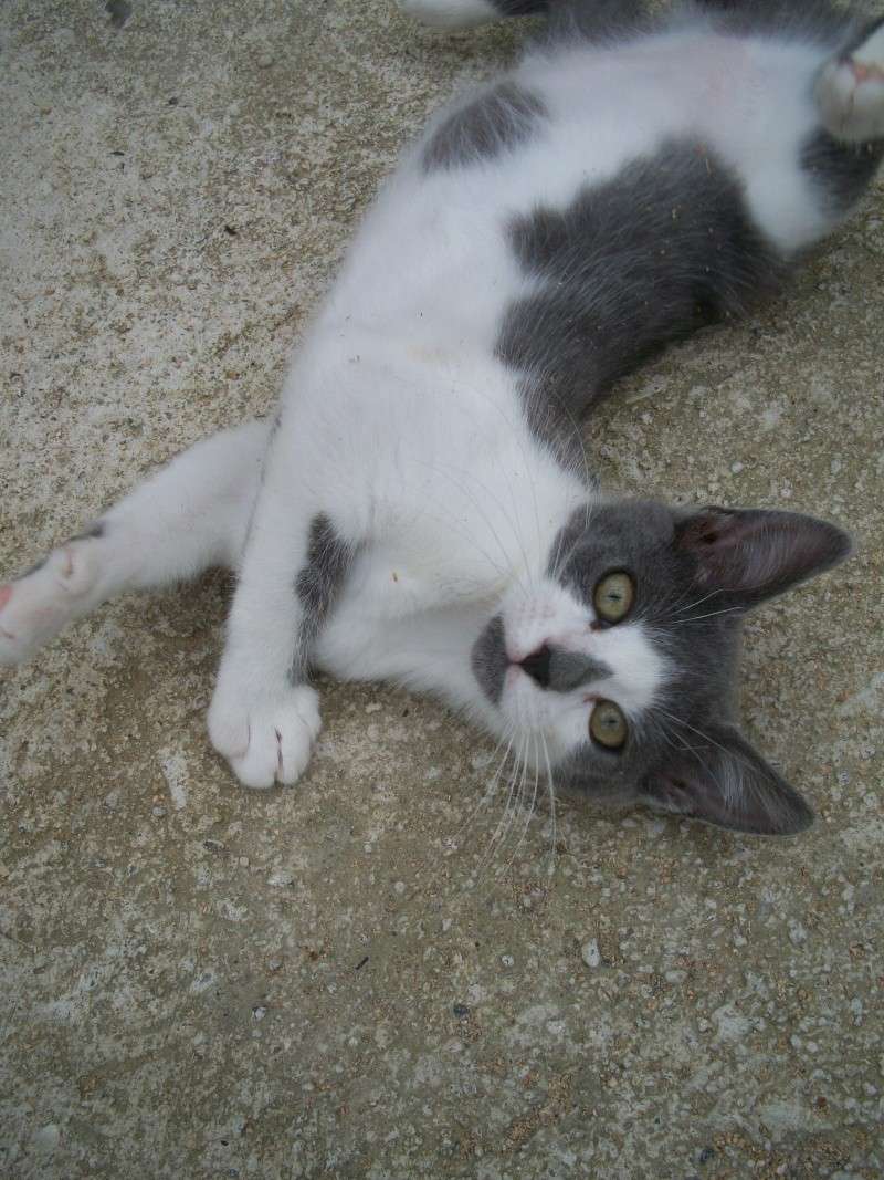 Missy (chaton femelle grise et blanche) Réservée Bain_038