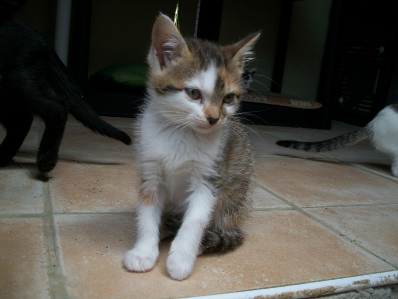 JILLIE (chaton femelle tricolore) Bain_047