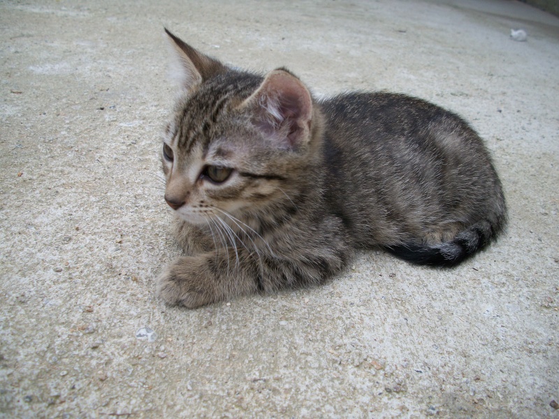 Végan (chaton tigré gris) Bain_058