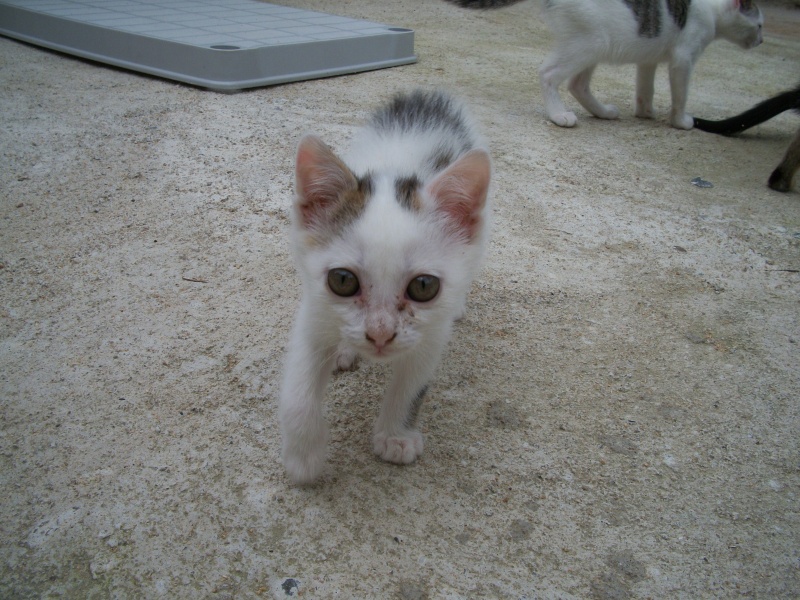 Vulco (chaton tigré gris et blanc) Bain_065