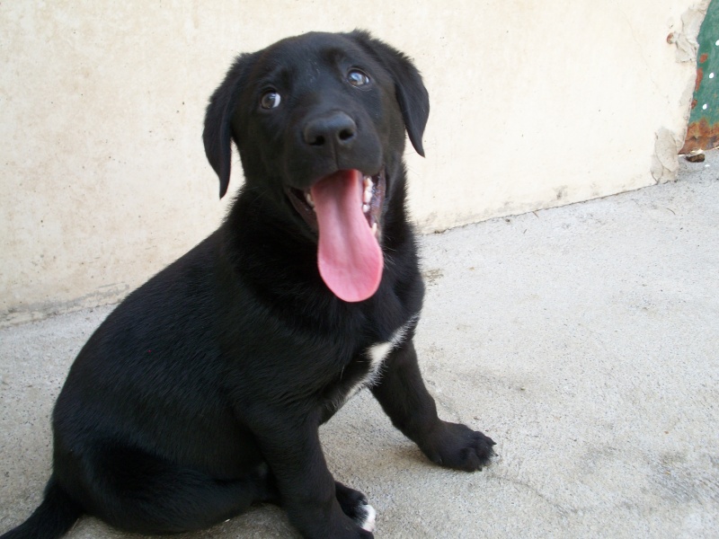 MYRTILLE (chiot femelle croisée labrador) Bain_121