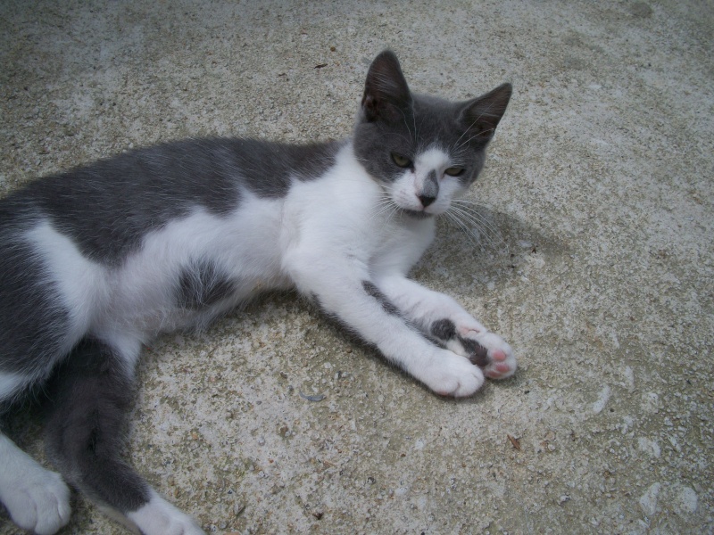 Missy (chaton femelle grise et blanche) Réservée Bain_127