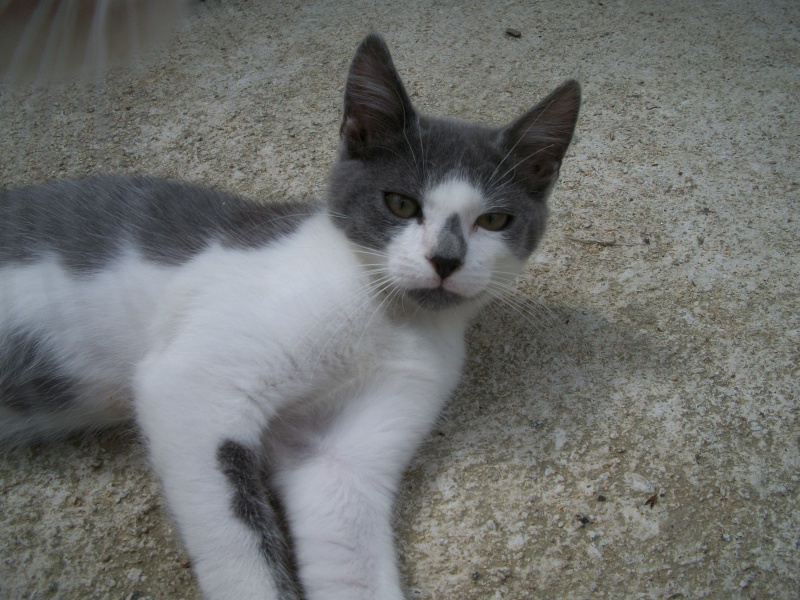 Missy (chaton femelle grise et blanche) Réservée Bain_128