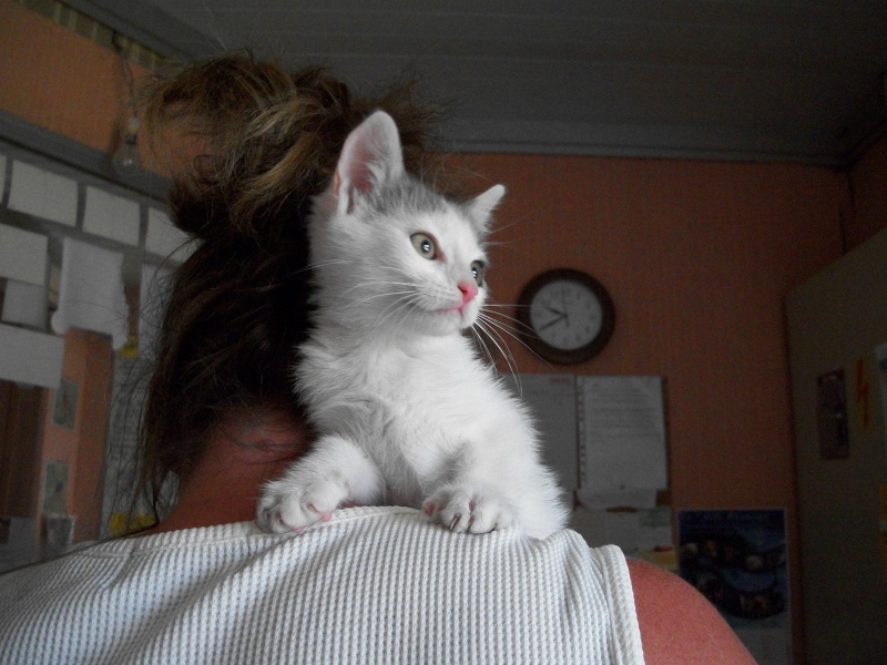 Bisou (chaton blanc et gris) Bisou_11