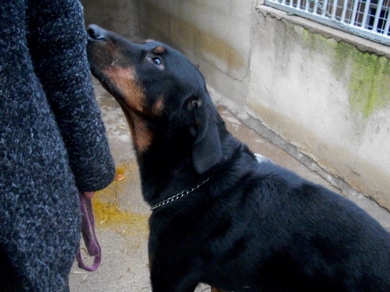 FISHER (mâle beauceron) Gabrie22