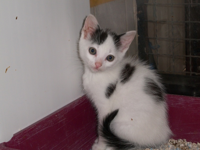 JOKER (chaton mâle blanc avec tâches noires)