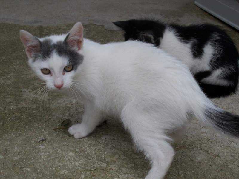 Bisou (chaton blanc et gris) Lectur46
