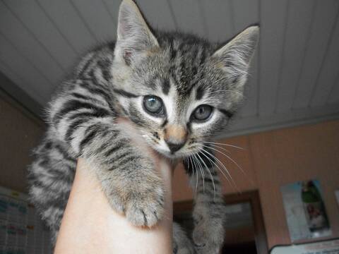 Pili Pili Chaton Tigre Noir Pili Pili Chaton Tigre Noir