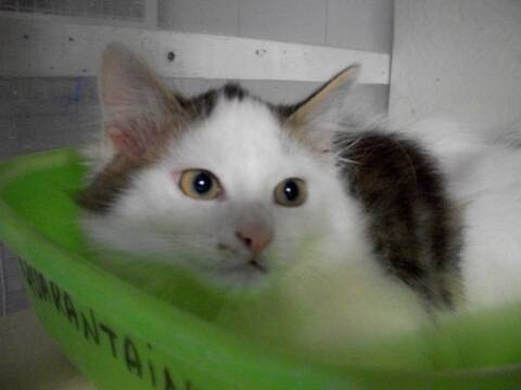 Alfa Chaton Male Angora Tigre Et Blanc Alfa Chaton Male Angora Tigre Et Blanc