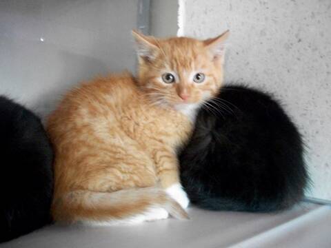 Graham Chaton Male Roux Et Blanc Angora Graham Chaton Male Roux Et Blanc Angora