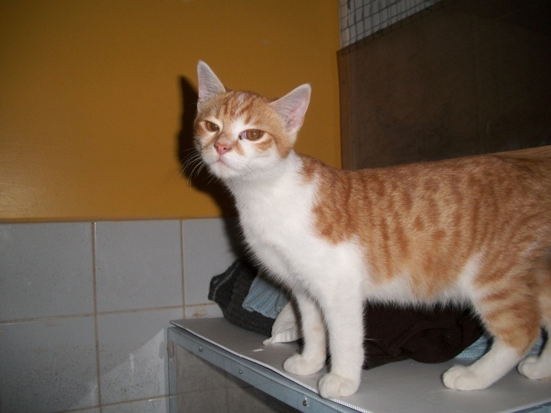 WALI (chaton mâle roux et blanc) Vacanc19