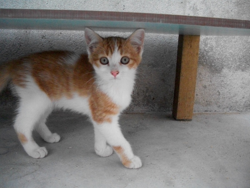 ERNEST (chaton mâle roux et blanc) Vacanc27
