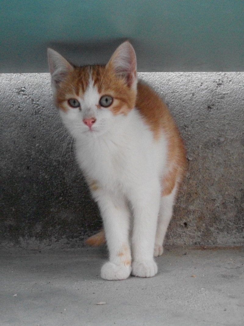 ERNEST (chaton mâle roux et blanc) Vacanc28